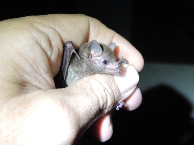 Glossophaga commisserisi 2