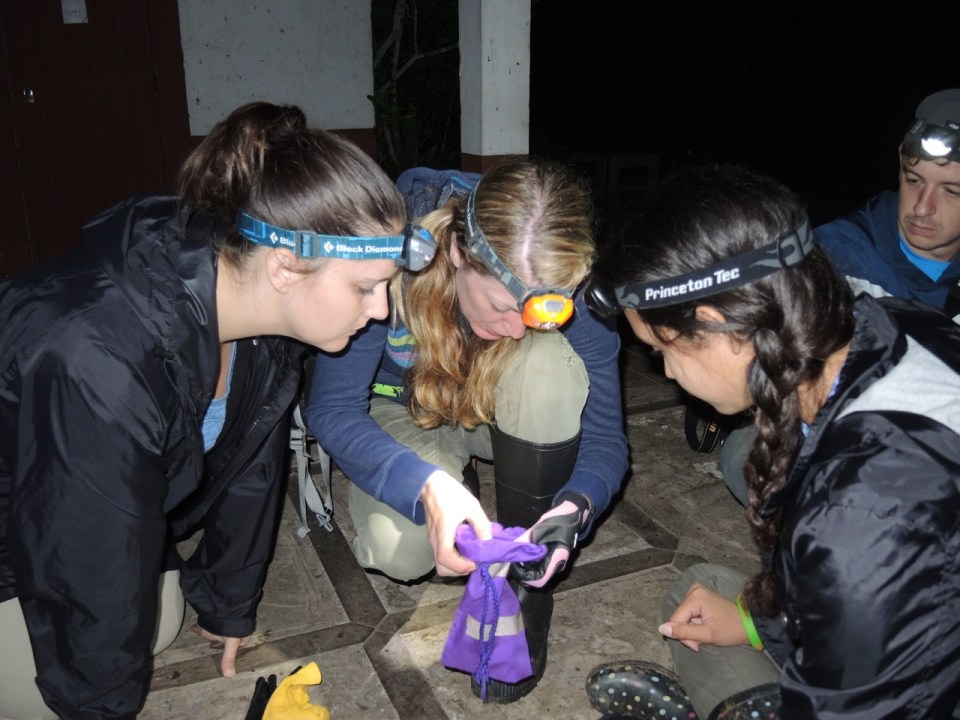 Channa, Trisha, and Krystel await the emergence of the Myotis elegans.