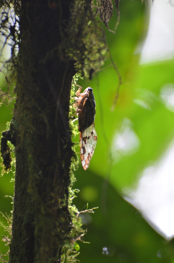 Cicada.