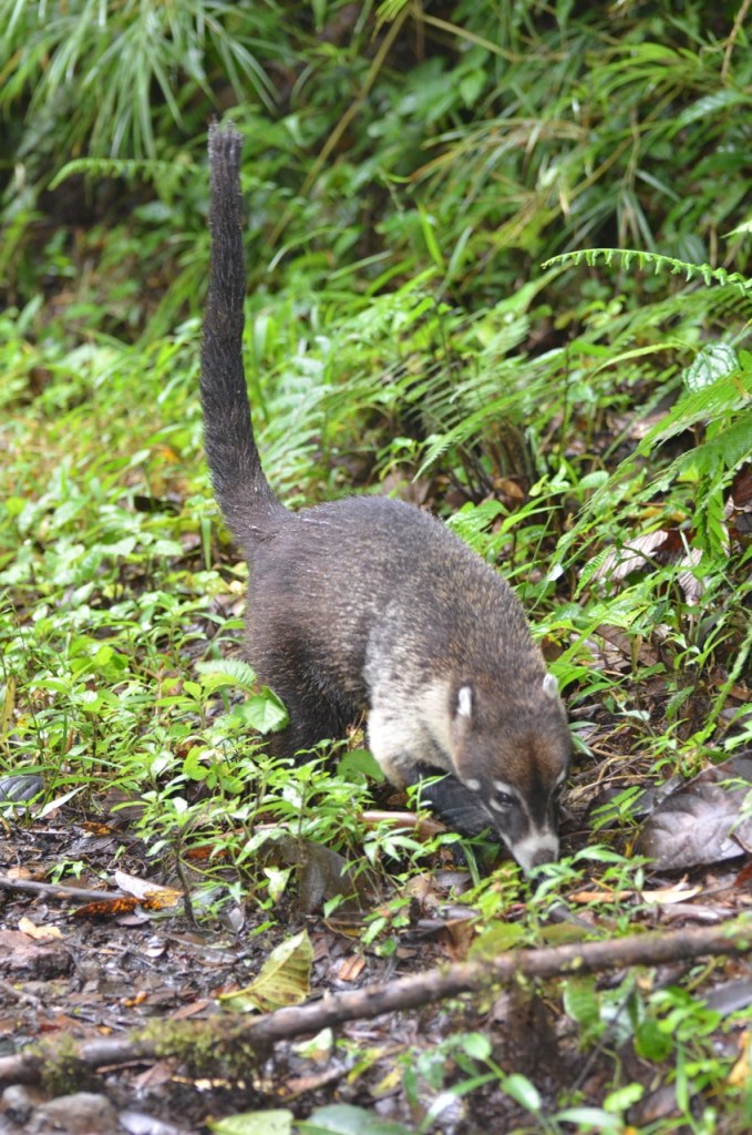Coati 2