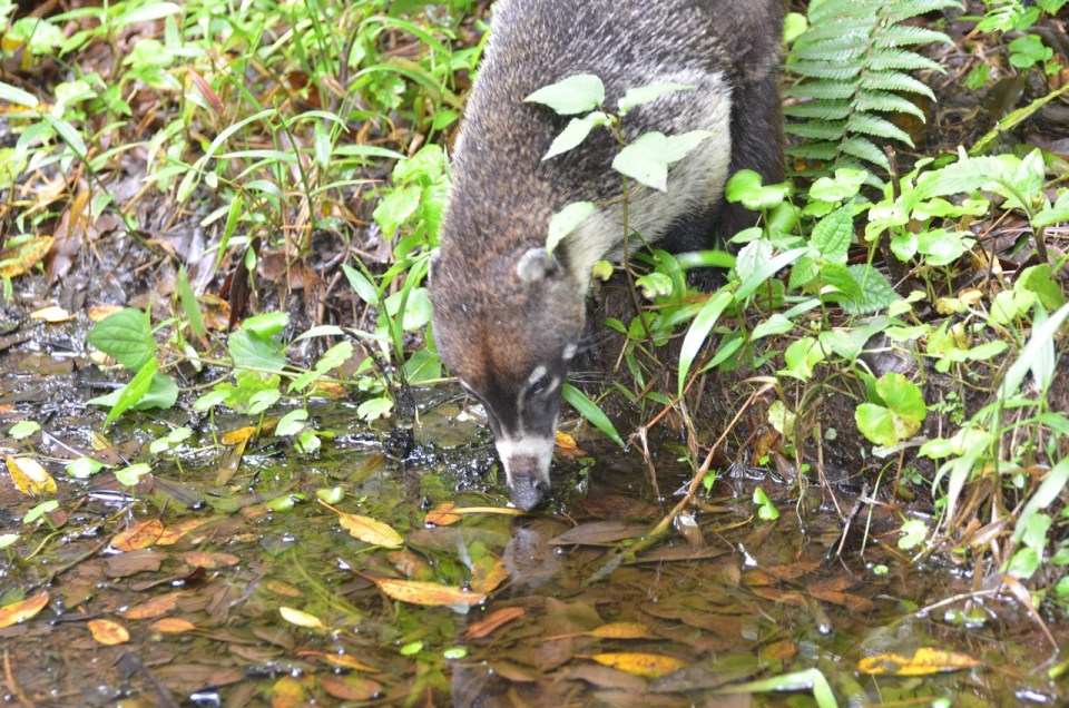 Coati