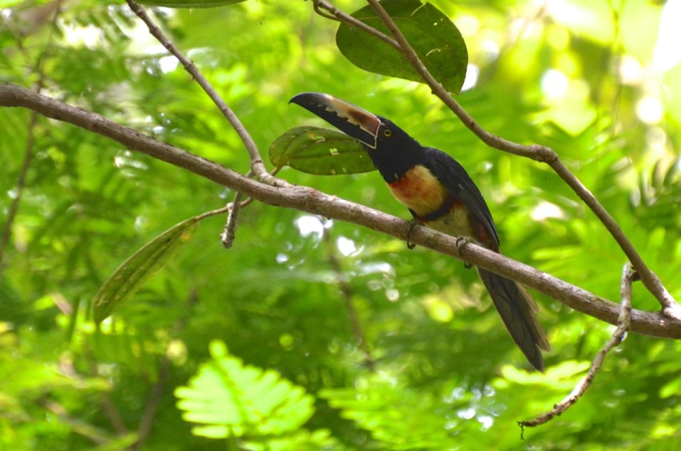 Collared Aracari 2