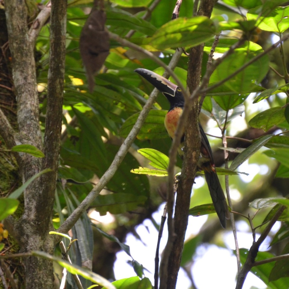 Collared Aracari (a middle-sized Toucan).