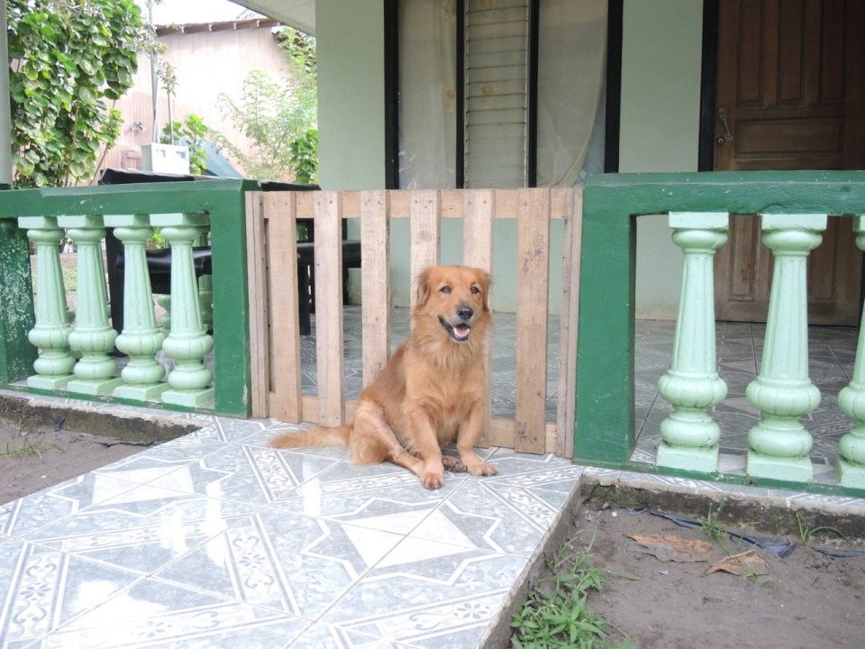 This red dog reminded me of a previous dog we had for many years.