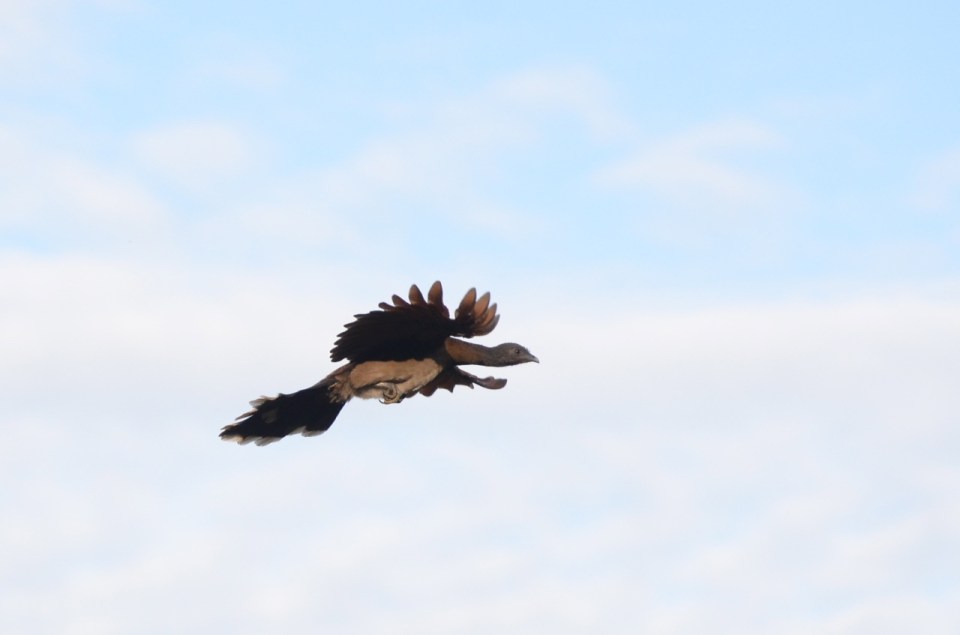 A flying Plain Chachalaca.