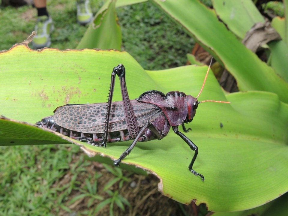 Grasshopper Tortuguera 2