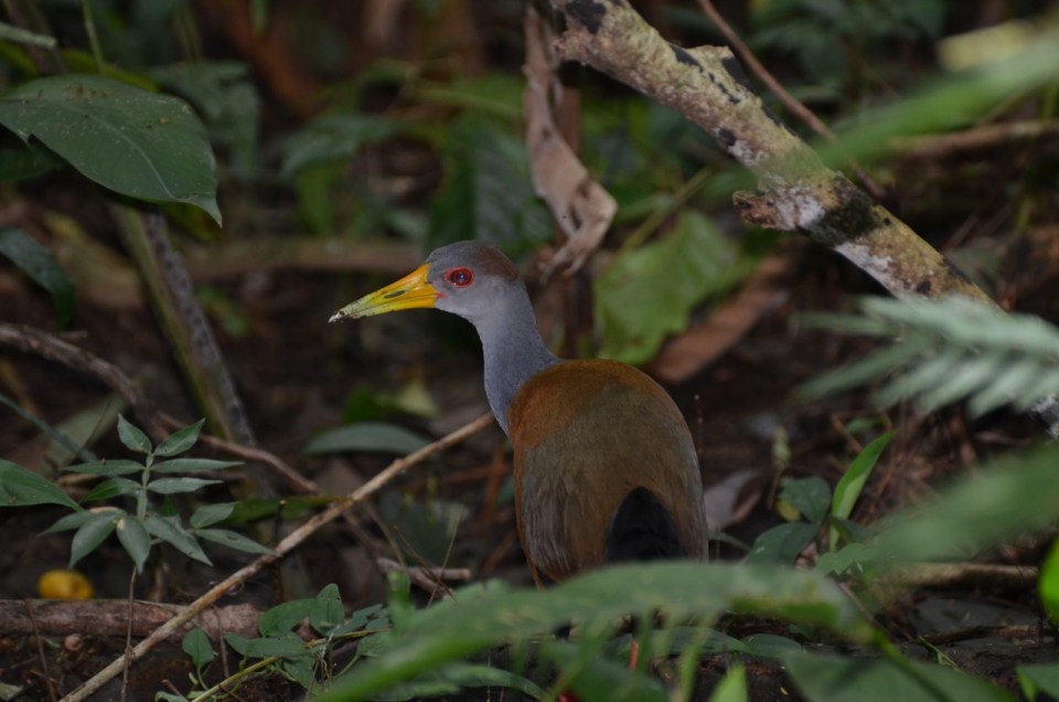 Gray-necked Woodrail.