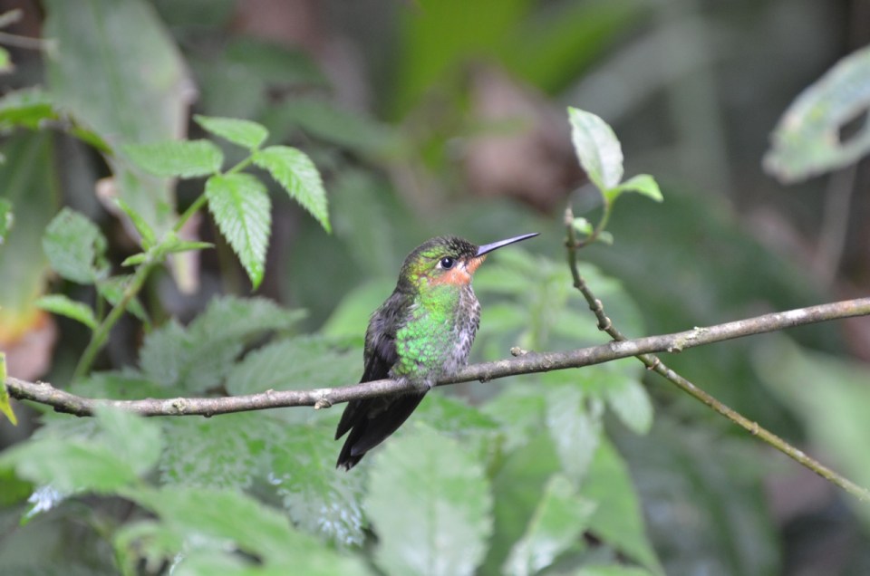 Immature Green-crowned Brilliant