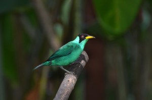 Green Honeycreeper 2
