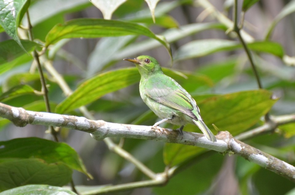 Female Green Honeycreeper.
