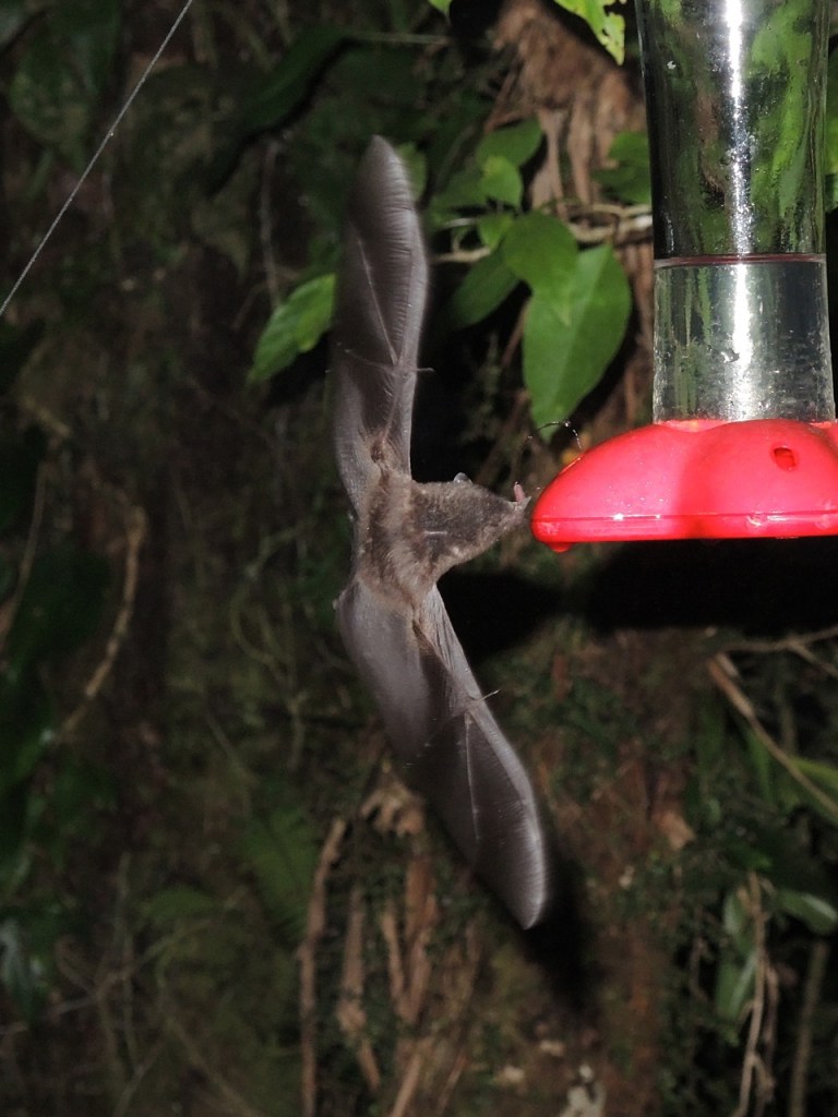 Another view of the bat with the long rostrum.
