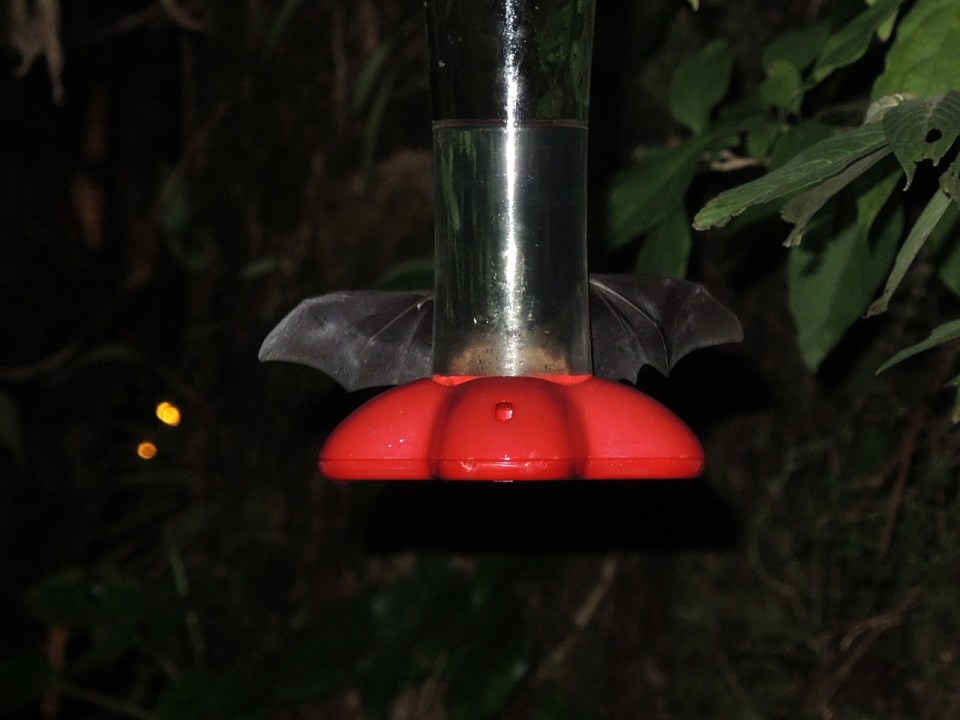 The amazing hummingbird-feeder mimicing bat.