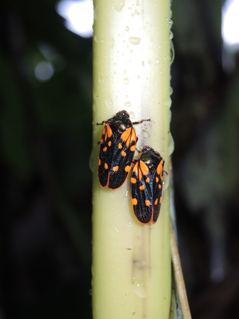 A pair of neat leaf hoppers on the trail...before it started raining...