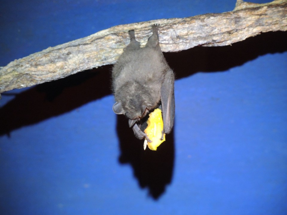 This is a hungry bat munching on some fruit.