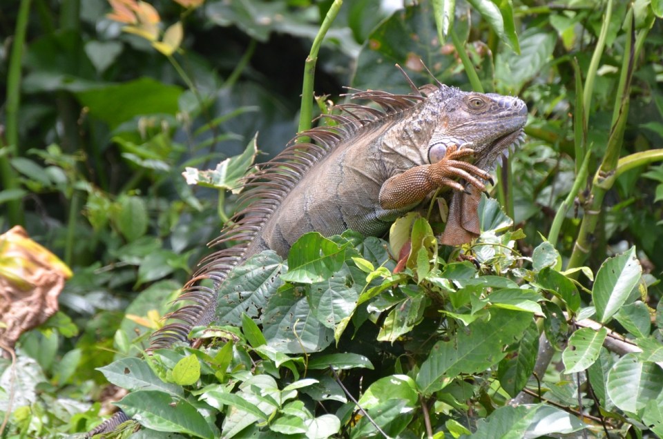 Iguana 1