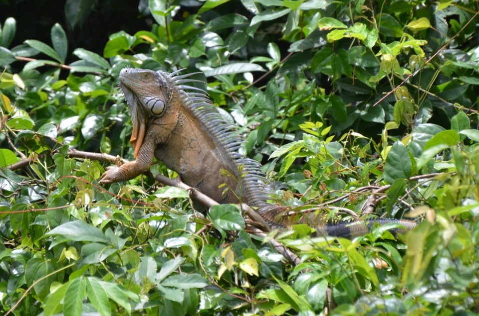 Iguana 2