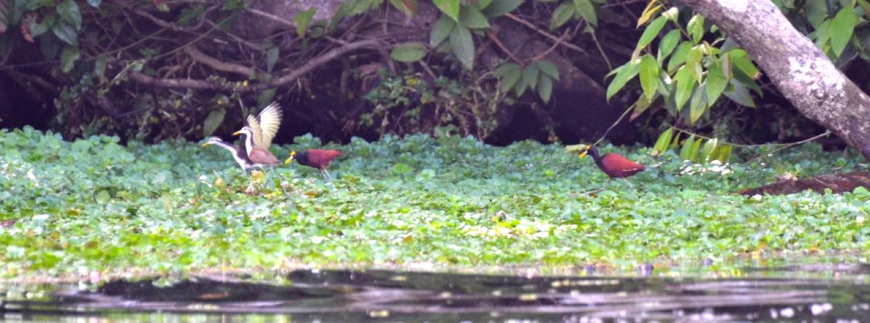 Northern Jacana.