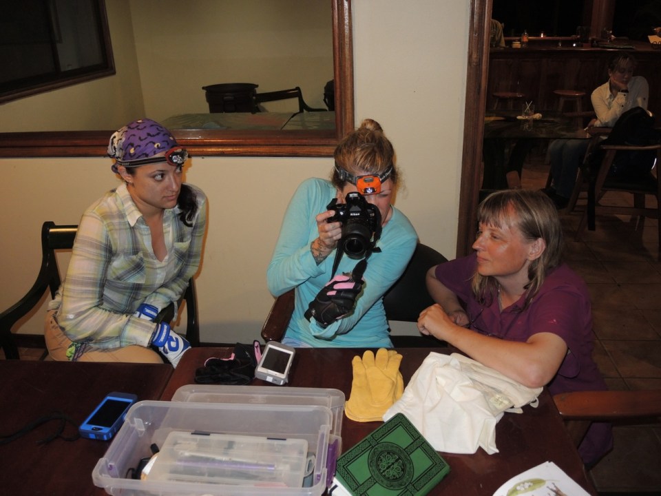 Working up a Carollia perspicillata.