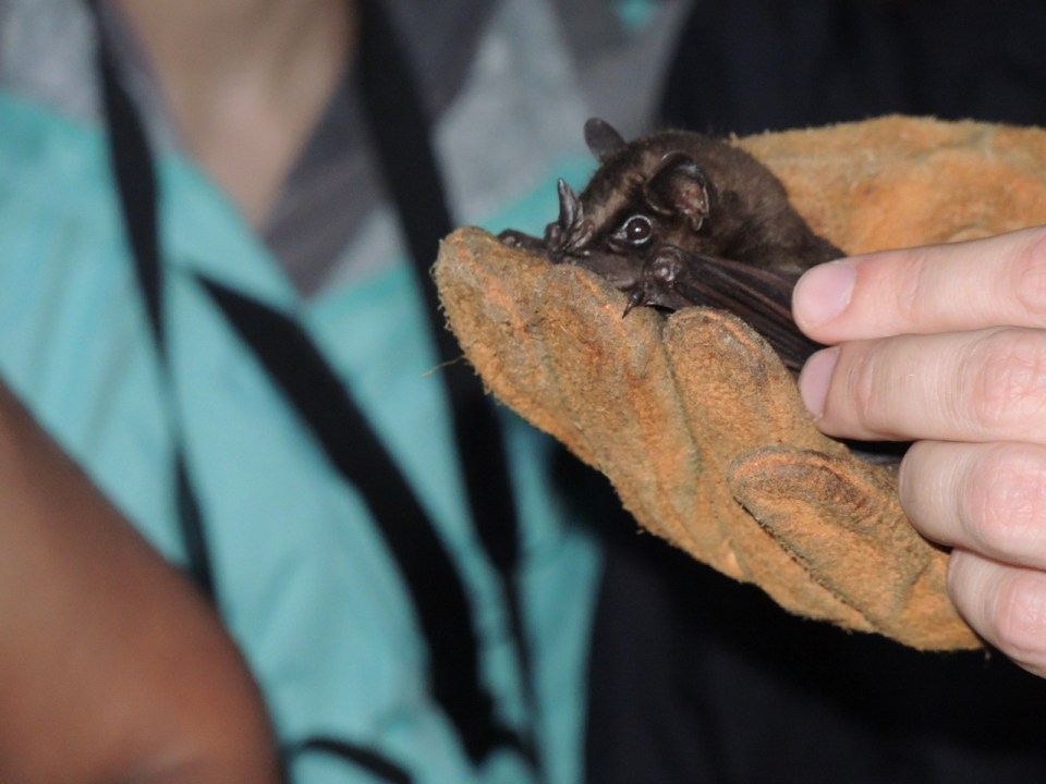 Here is a rehabbing Artibeus we got to meet.