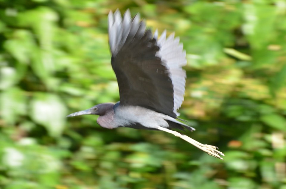 Little Blue Heron in flight.
