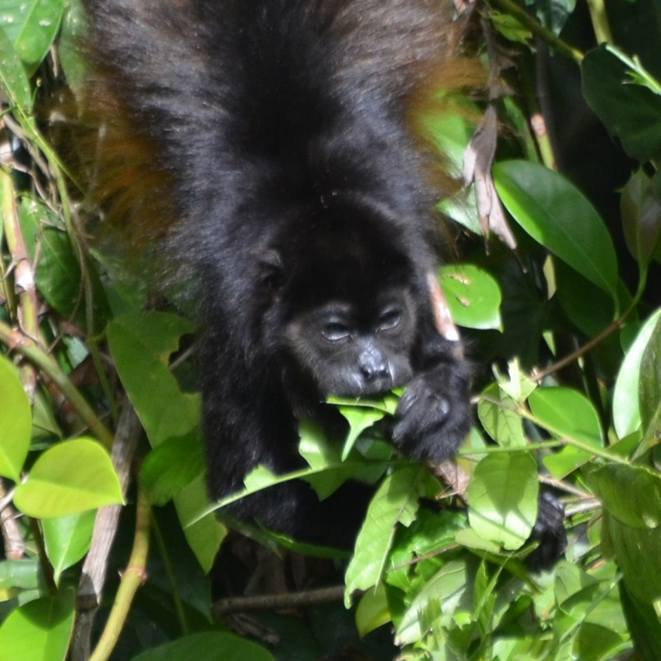 Mantled Howler Feeding 2