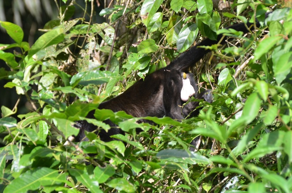 A large male Howler Monkey...easy to tell he's a he.
