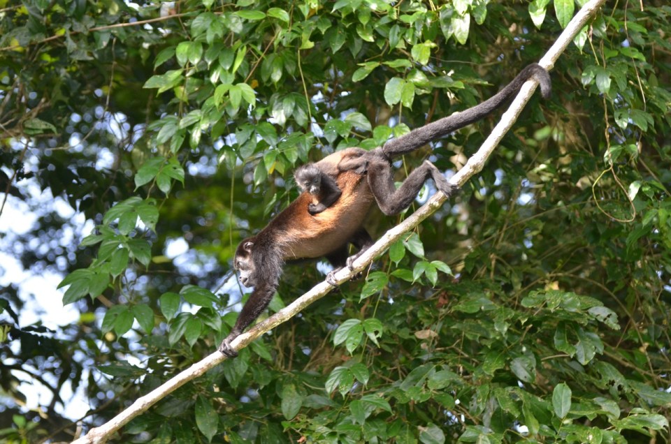 Howler mom and her baby.