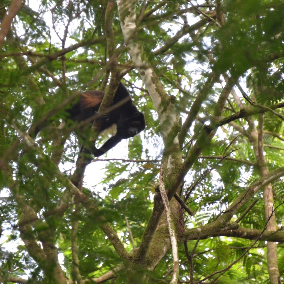 Mantled Howler Monkey.