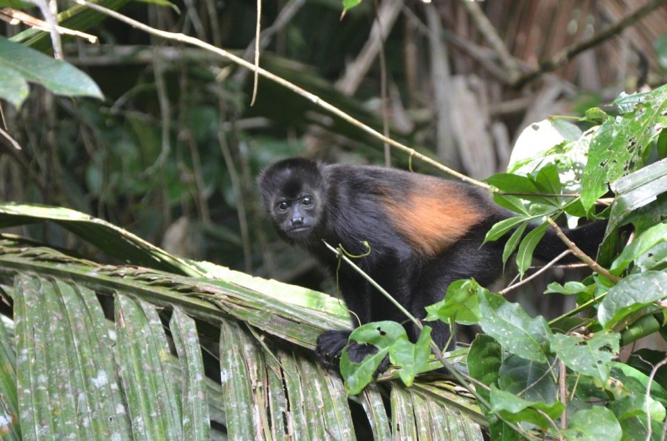 Mantled Howler Staring