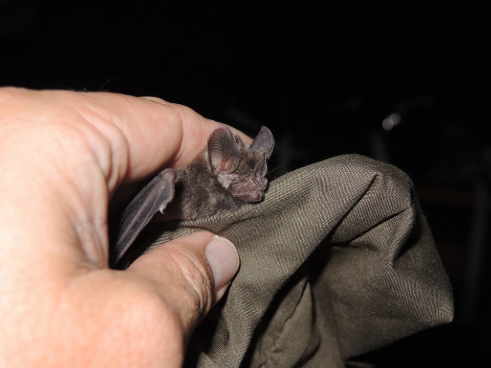 Micronycteris microtis.