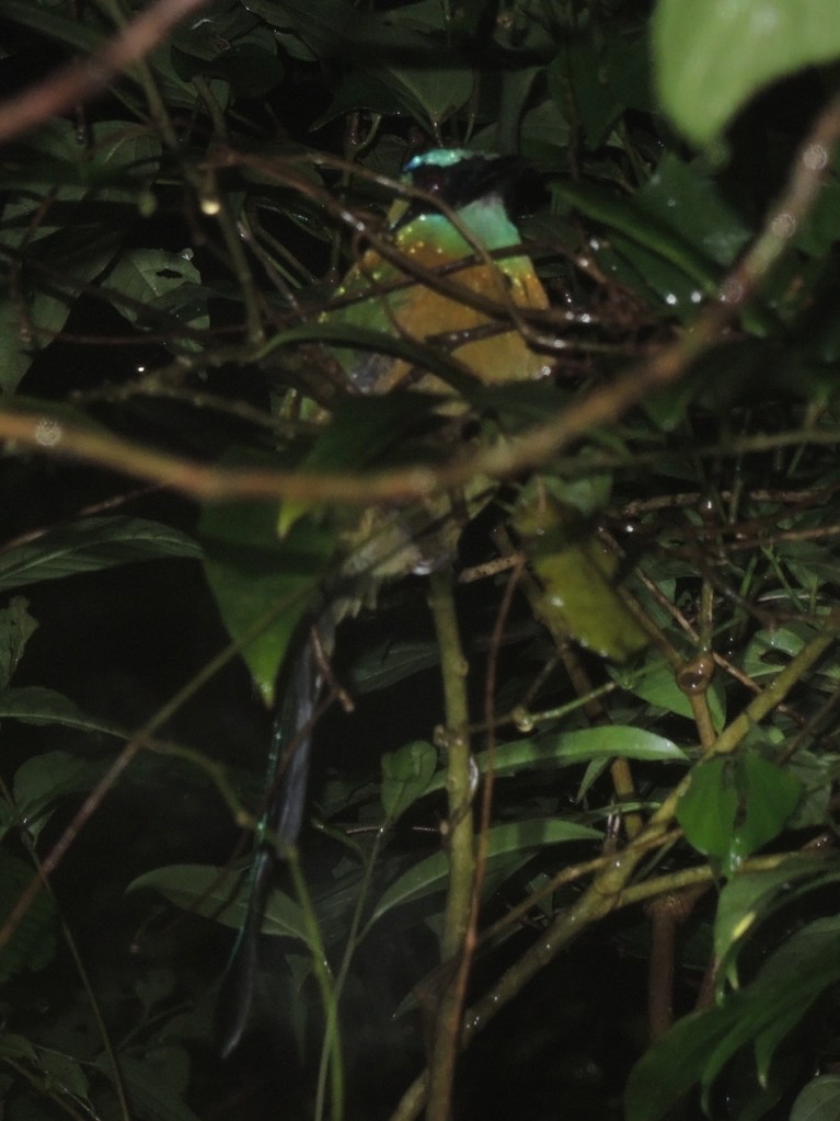 A sleeping Blue-crowned Motmot.