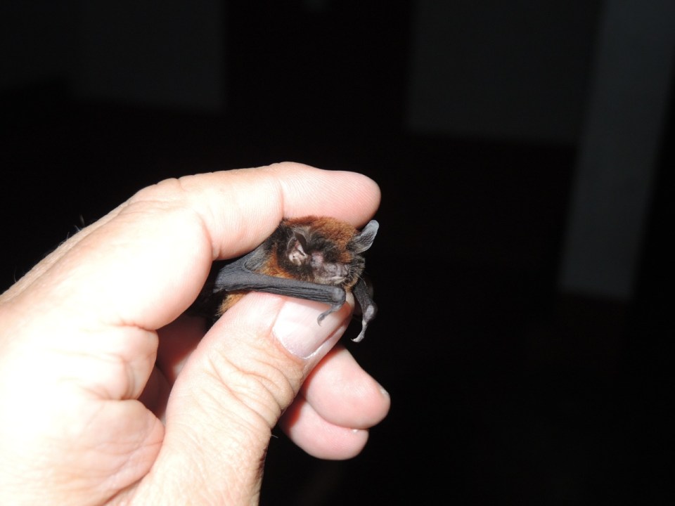 Myotis elegans.