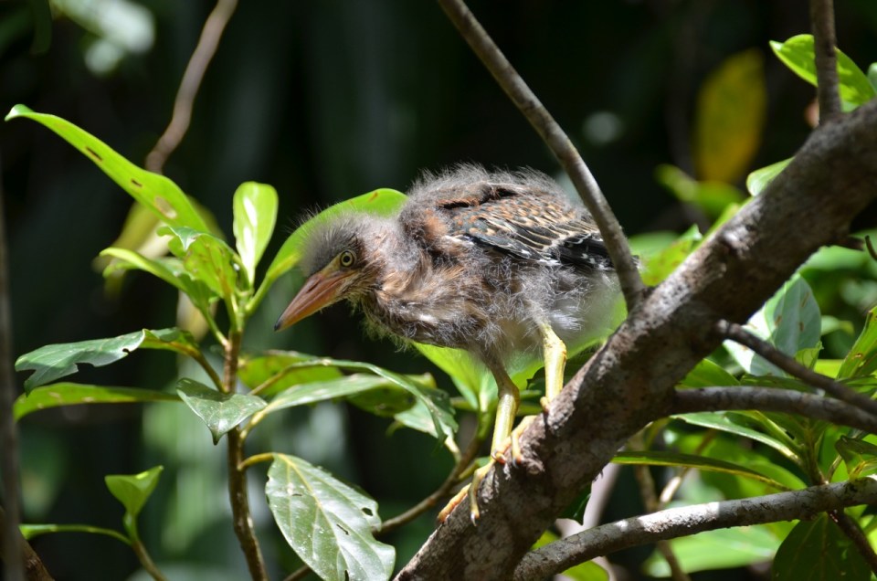 Baby Green Heron.
