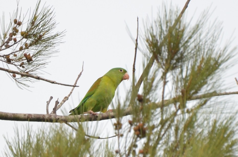 Orange-chinned Parakeet.