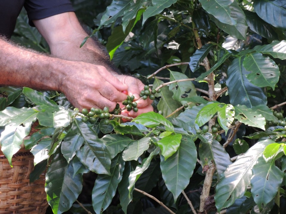 Picking coffee.