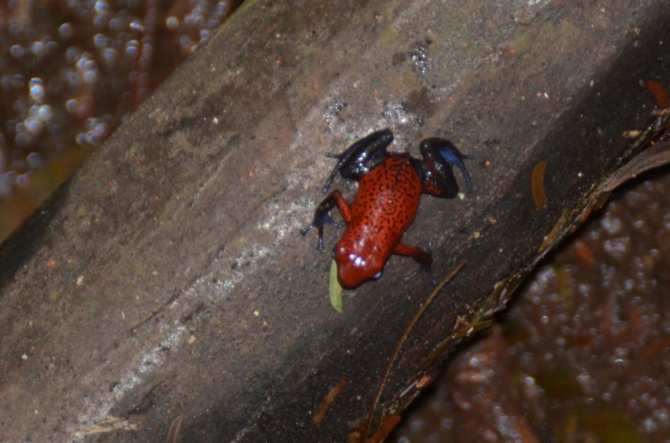 Strawberry Poison Dart Frog.