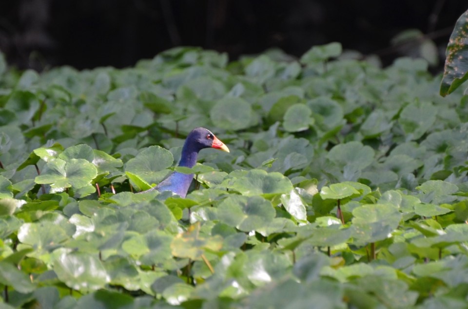 Purple Gallinule.