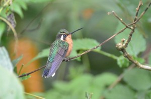 Female Purple-throated Mountain Gem