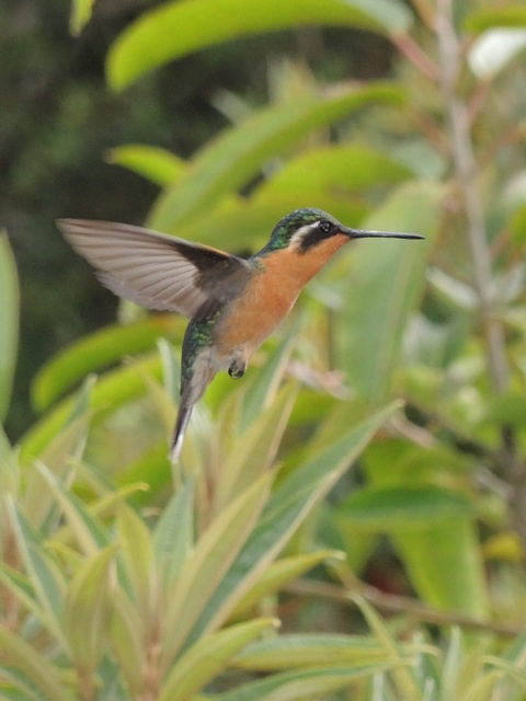 A female Purple-throated Mountain Gem.