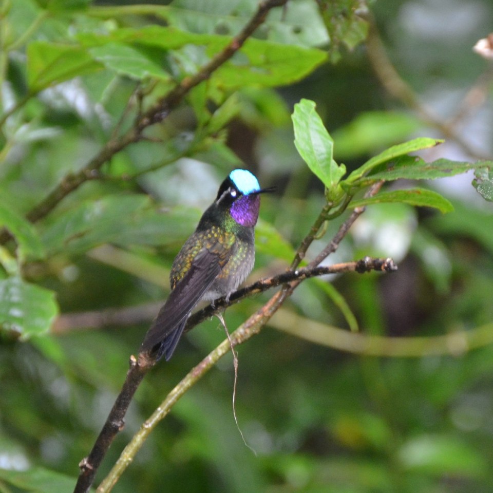 Male Purple-throated Mountain Gem