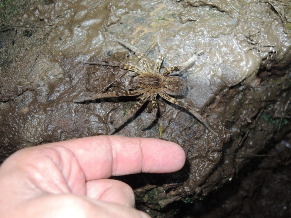 Really Scary Spider Size