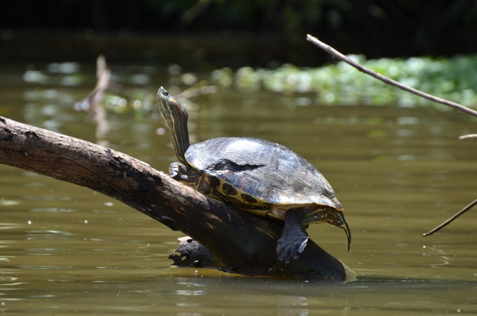 Red-eared Slider with an old injury.