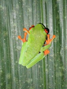 Red-eyed Tree Frog