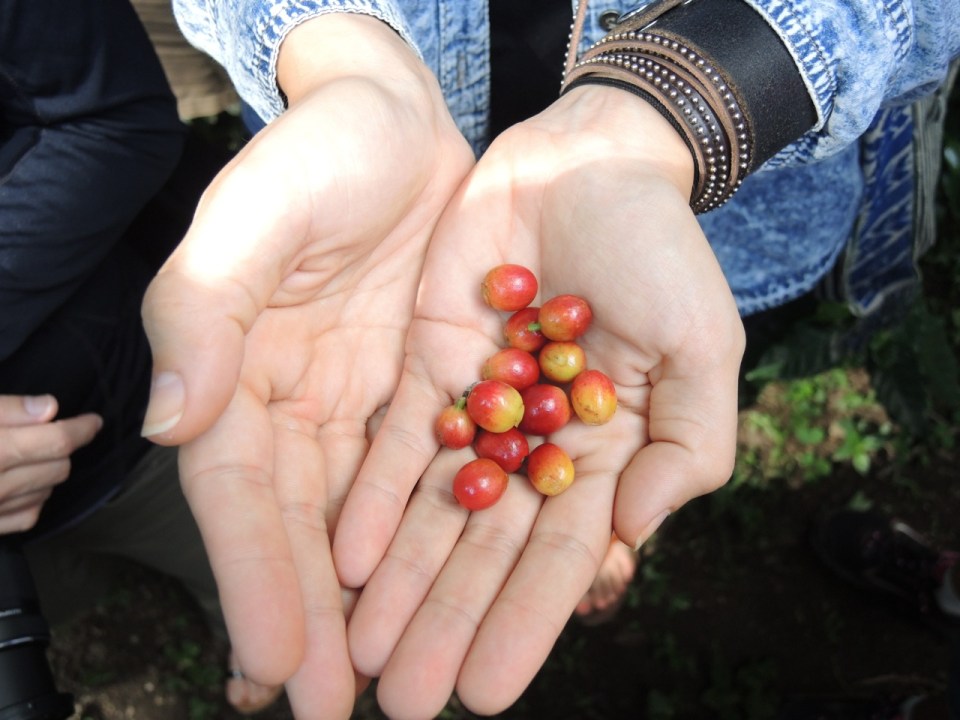 Ripe coffee fruit.
