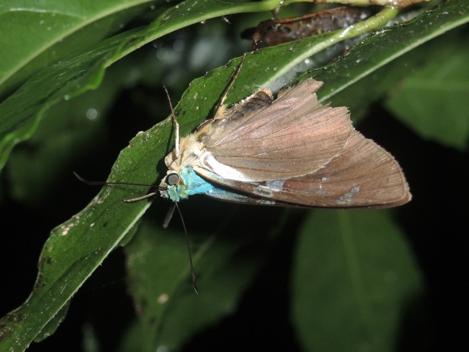 Hesperidae - Skipper.