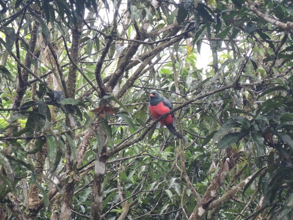 Slaty-tailed Trogon (male).