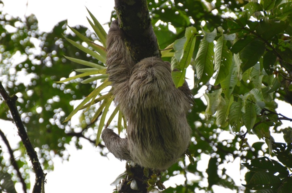 Adult Three-toed Sloth.