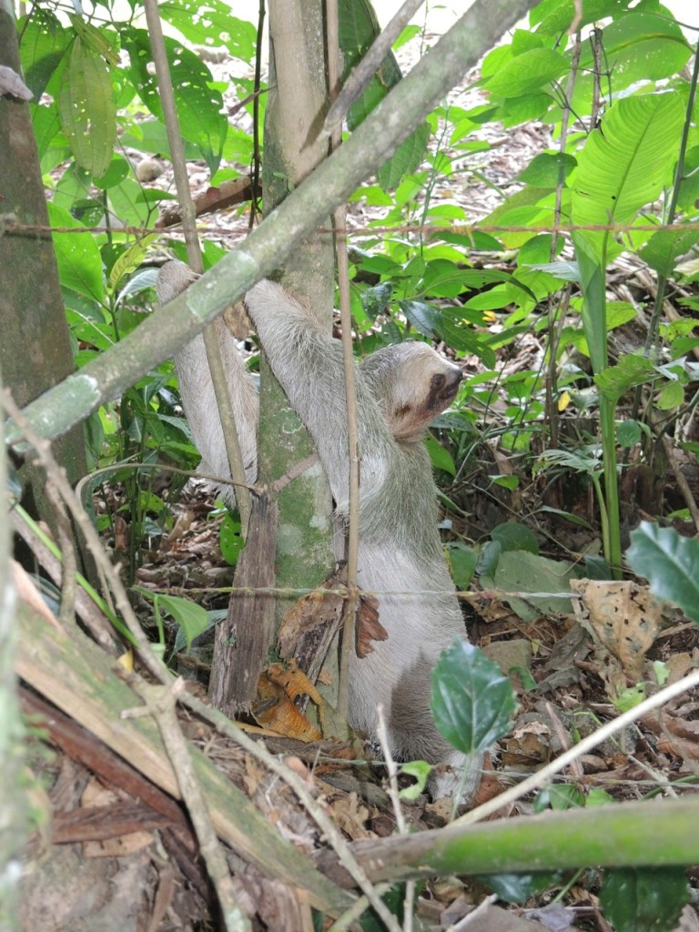 Sloth Bathroom Break.