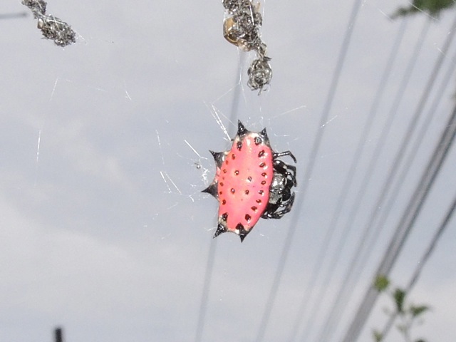 Close up of the previous photograph.