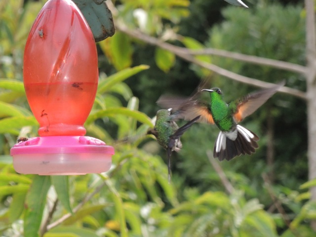 Male Stripe-tailed Hummingbird.